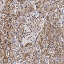 SYTL4 Antibody, Novus Biologicals:Antibodies:Primary Antibodies