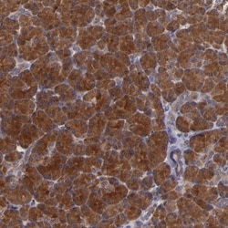 SYTL4 Antibody, Novus Biologicals:Antibodies:Primary Antibodies