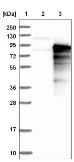 SYTL4 Antibody, Novus Biologicals:Antibodies:Primary Antibodies