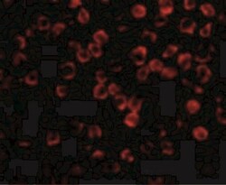 TAB1 Antibody - BSA Free, Novus Biologicals 0.025 mg, Unconjugated:Antibodies,