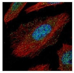 TAB1 Antibody, Novus Biologicals 0.1mL; Unlabeled:Antibodies, Polyclonal