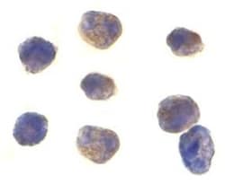 TAB1 Antibody - BSA Free, Novus Biologicals 0.025 mg, Unconjugated:Antibodies,