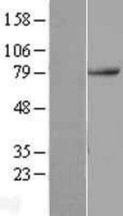 Novus Biologicals&trade;&nbsp;TAB2 Overexpression Lysate