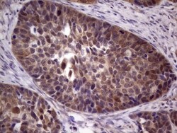 TACC1 Antibody (OTI1H2), Novus Biologicals 0.1mL; Unlabeled:Antibodies,