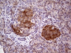 TACC1 Antibody (OTI1H2), Novus Biologicals 0.1mL; Unlabeled:Antibodies,