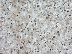 TACC3 Antibody (OTI6F1), Novus Biologicals 0.1mL; Unlabeled:Antibodies,