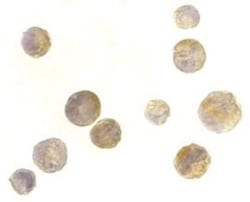 TACI/TNFRSF13B/CVID Antibody - BSA Free, Novus Biologicals 0.1mg; Unlabeled:Antibodies,
