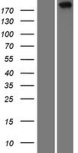 Novus Biologicals™ TAF1L Overexpression Lysate