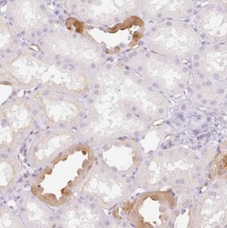 TAF1L Antibody, Novus Biologicals 25 &mu;L, Unlabeled:Antibodies, Polyclonal