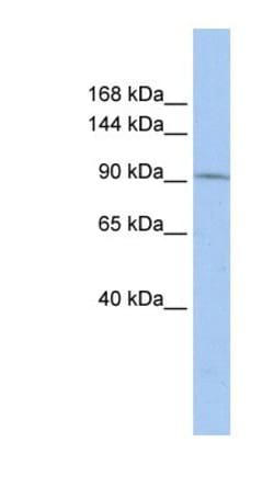 TAF3 Antibody, Novus Biologicals 100 &mu;L | Buy Online | Novus Biologicals | Fisher Scientific
