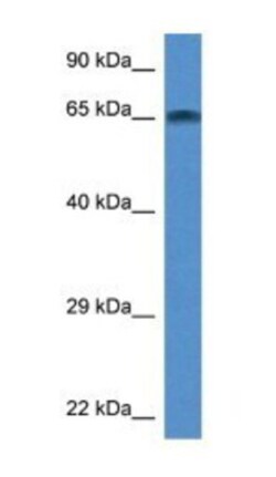 TAF6L Antibody, Novus Biologicals:Antibodies:Primary Antibodies