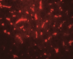 TAF9 Antibody - BSA Free, Novus Biologicals 0.1mg; Unlabeled:Antibodies,