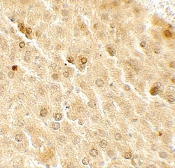 TAF9 Antibody - BSA Free, Novus Biologicals 0.1mg; Unlabeled:Antibodies,