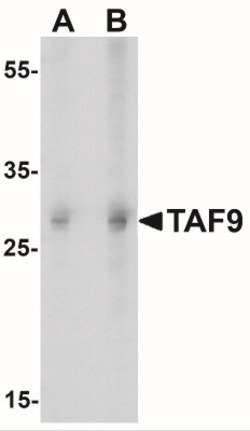 TAF9 Antibody - BSA Free, Novus Biologicals 0.1mg; Unlabeled:Antibodies,