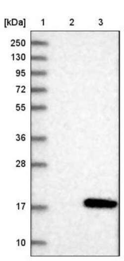 TAFA1/FAM19A1 Antibody, Novus Biologicals 0.1mL; Unlabeled:Antibodies,