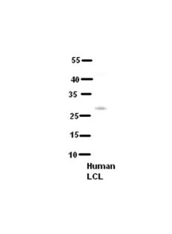 TAK1L Antibody, Novus Biologicals:Antibodies:Primary Antibodies
