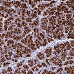 TANK Antibody, Novus Biologicals 25 &mu;L, Unlabeled:Antibodies, Polyclonal