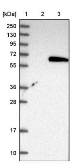 Tapasin Related Protein Antibody, Novus Biologicals 0.1mL; Unlabeled:Antibodies,