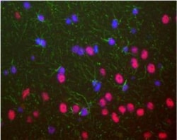TDP-43/TARDBP Antibody (3H8), Novus Biologicals:Antibodies:Primary Antibodies