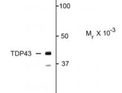 TDP-43/TARDBP Antibody, Novus Biologicals 0.1mL; Unlabeled:Antibodies,