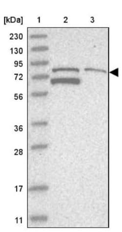 TARS2 Antibody, Novus Biologicals:Antibodies:Primary Antibodies