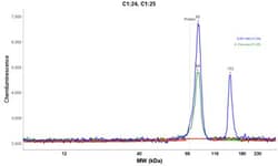 TARS Antibody, Novus Biologicals:Antibodies:Primary Antibodies
