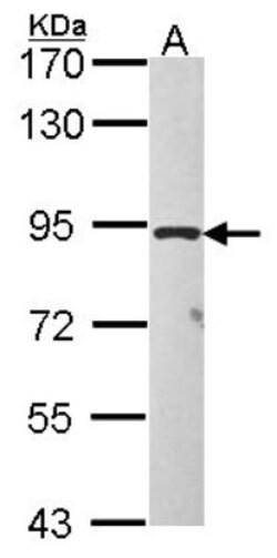 TAS1R1 Antibody, Novus Biologicals 0.1mL; Unlabeled:Antibodies, Polyclonal