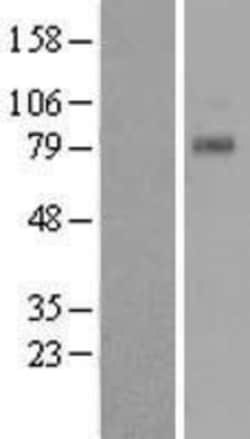 Novus Biologicals™ TAS1R1 Overexpression Lysate