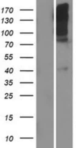 Novus Biologicals&trade;&nbsp;TAS1R1 Overexpression Lysate