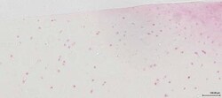 TAS1R1 Antibody, Novus Biologicals 0.1mL; Unlabeled:Antibodies, Polyclonal