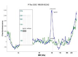 Tau, p Ser262 Antibody, Novus Biologicals 0.05 mg; Unconjugated:Antibodies,