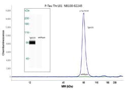 Tau, p Thr181 Antibody, Novus Biologicals:Antibodies:Primary Antibodies