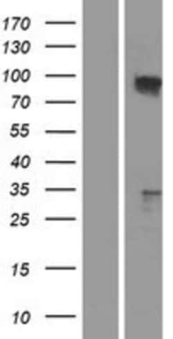 Novus Biologicals&trade;&nbsp;TAX1BP1 Overexpression Lysate