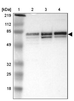 taxilin gamma Antibody, Novus Biologicals 25 &mu;L; Unlabeled:Antibodies,