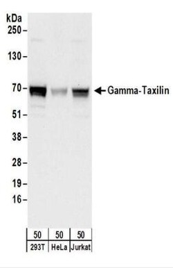 taxilin gamma Antibody, Novus Biologicals 0.1mg; Unlabeled:Antibodies,