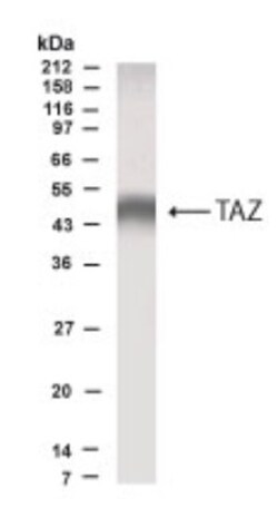 TAZ/WWTR1 Antibody - BSA Free, Novus Biologicals:Antibodies:Primary Antibodies