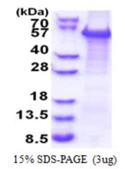 Novus Biologicals&trade;&nbsp;Recombinant Human TAZ/WWTR1 His Protein