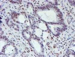 TAZ/WWTR1 Antibody (OTI1H9), Novus Biologicals 0.1mL; Unlabeled:Antibodies,