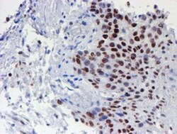 TAZ/WWTR1 Antibody (OTI1H9), Novus Biologicals 0.1mL; Unlabeled:Antibodies,