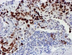 TAZ/WWTR1 Antibody (OTI1H9), Novus Biologicals 0.1mL; Unlabeled:Antibodies,