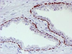 TAZ/WWTR1 Antibody (OTI1H9), Novus Biologicals 0.1mL; Unlabeled:Antibodies,