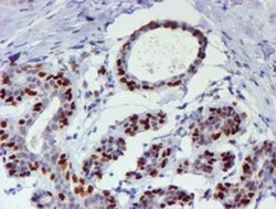 TAZ/WWTR1 Antibody (OTI1H9), Novus Biologicals 0.1mL; Unlabeled:Antibodies,