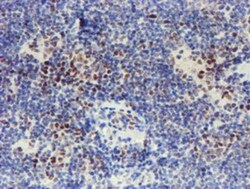 TAZ/WWTR1 Antibody (OTI1H9), Novus Biologicals 0.1mL; Unlabeled:Antibodies,