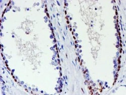 TAZ/WWTR1 Antibody (OTI1H9), Novus Biologicals 0.1mL; Unlabeled:Antibodies,