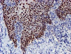 TAZ/WWTR1 Antibody (OTI1H9), Novus Biologicals 0.1mL; Unlabeled:Antibodies,