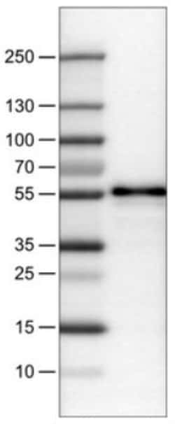 TAZ/WWTR1 Antibody (CL0370), Novus Biologicals 0.1mL; Unlabeled:Antibodies,