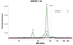 TAZ/WWTR1 Antibody, Novus Biologicals 0.1mL; Unlabeled:Antibodies, Polyclonal
