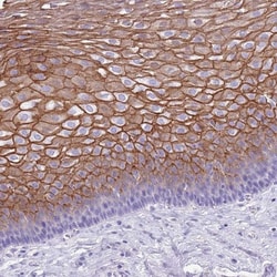 TBC1D10B Antibody, Novus Biologicals 0.1mL; Unlabeled:Antibodies, Polyclonal