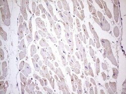 TBC1D28 Antibody (OTI4A9), Novus Biologicals 0.1mL; Unlabeled:Antibodies,