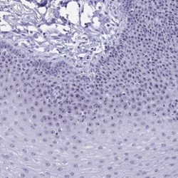 TBC1D29 Antibody, Novus Biologicals 25 &mu;L, Unlabeled:Antibodies, Polyclonal
